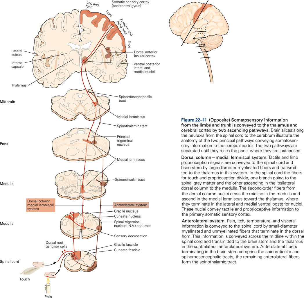 dorsal column nerve stimulator