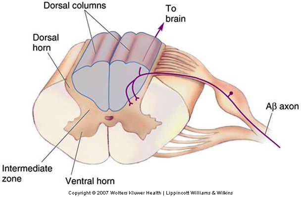 Diagram of a cross section of the spinal cord illustrating the organization of the dorsal column-medial lemniscal pathway.