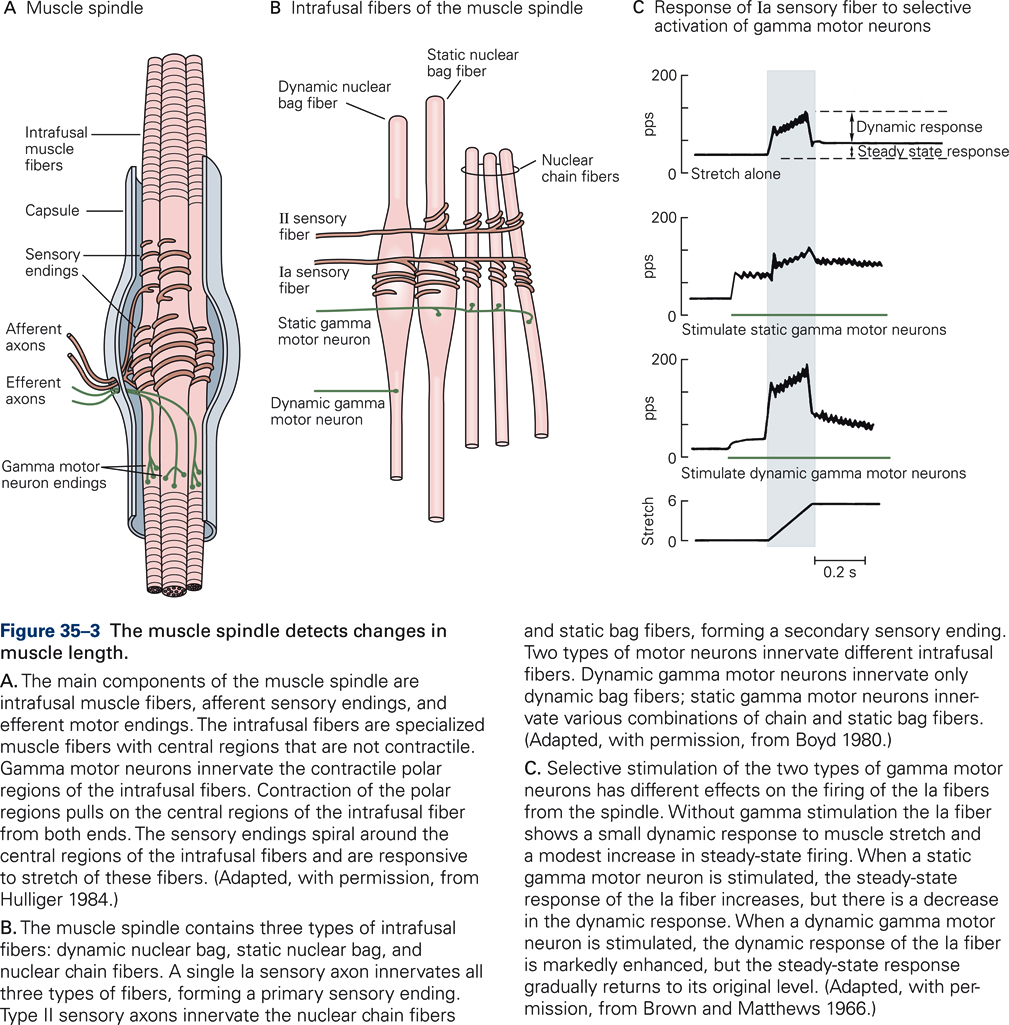 Diagram illustrating structure and function of a muscle spindle.