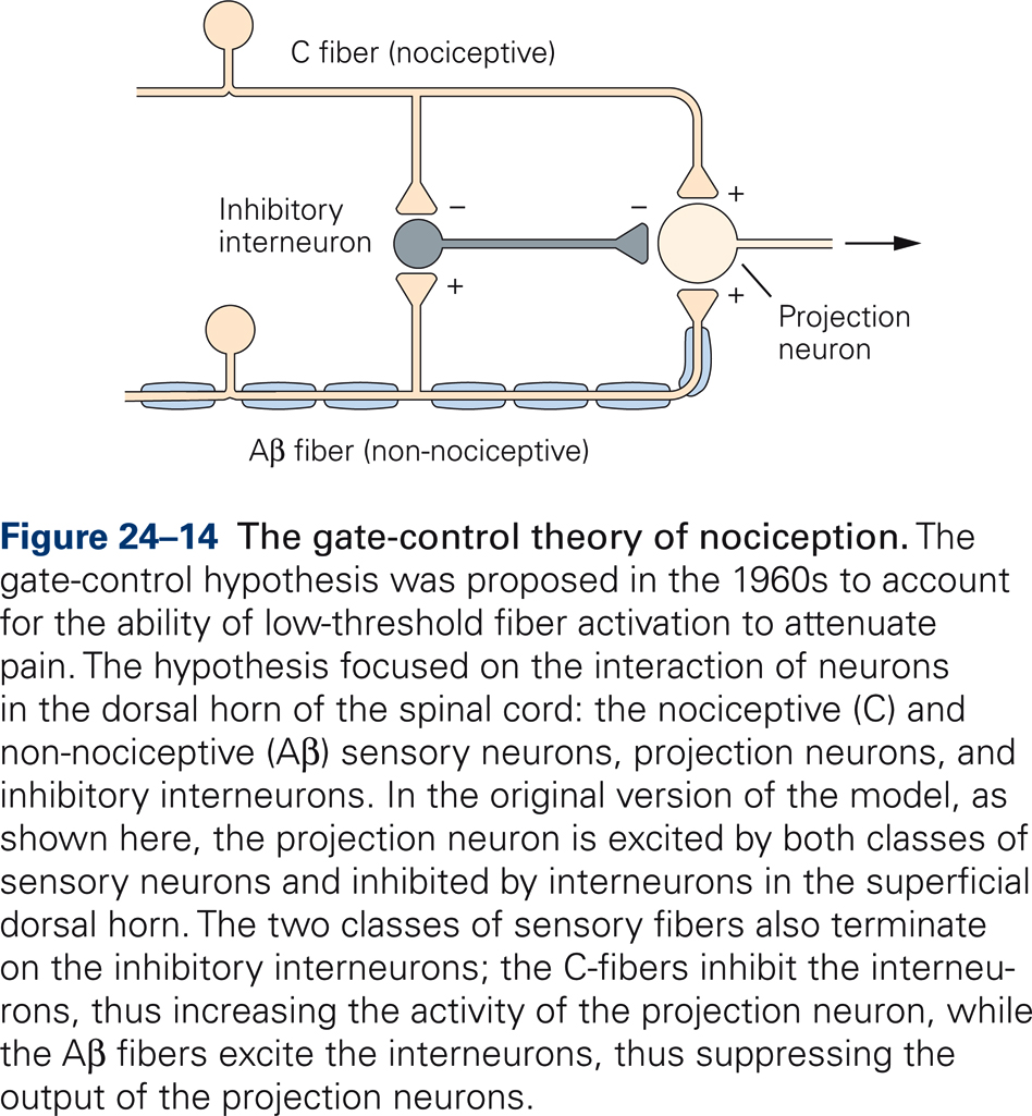 Diagram of the gate-control theory of nociception.
