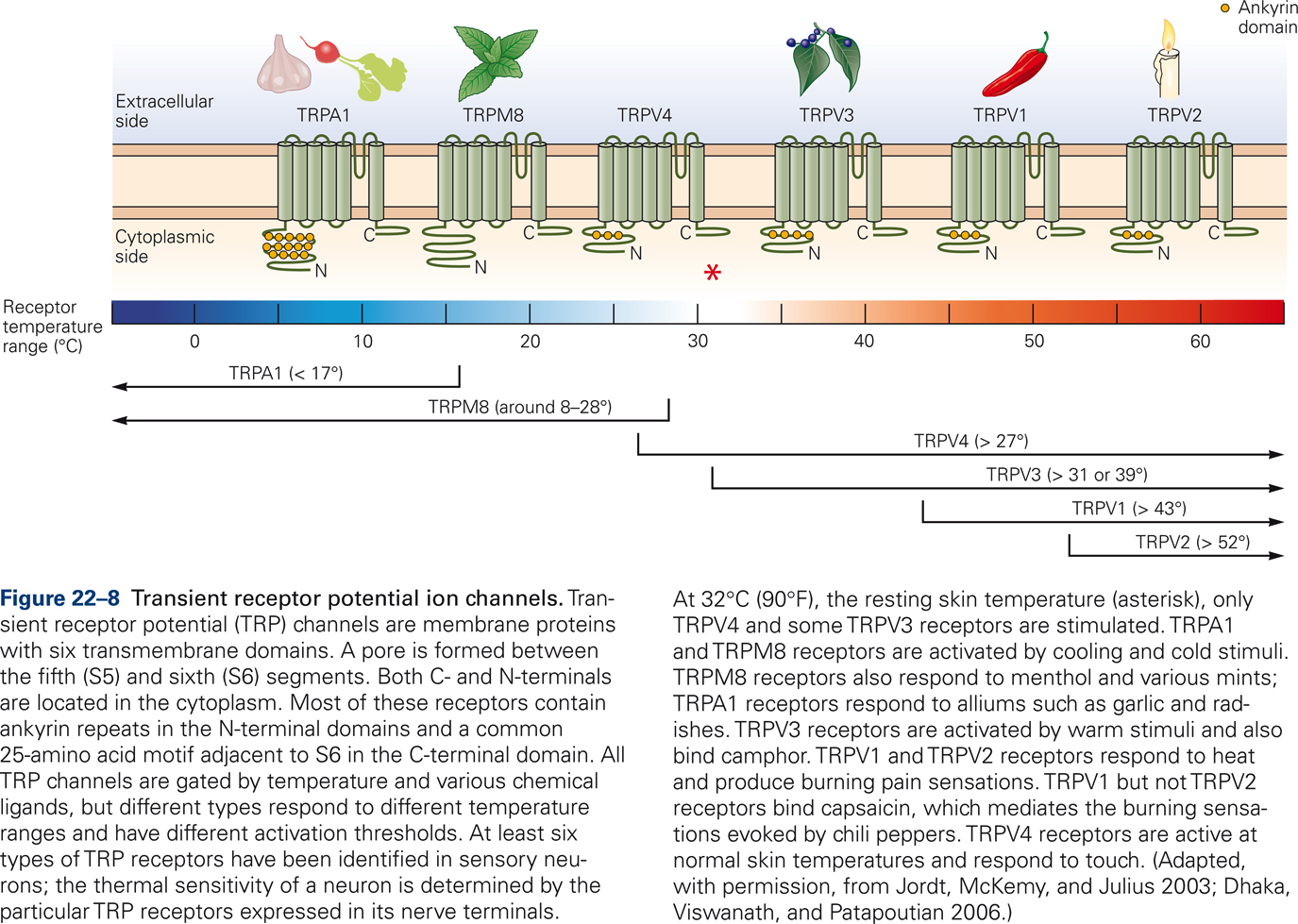 Diagram of transient receptor potential ion channels.