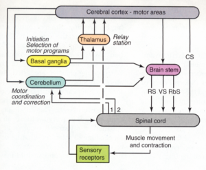 Introduction to Neural Control of Movement – KINES 200: Introductory ...