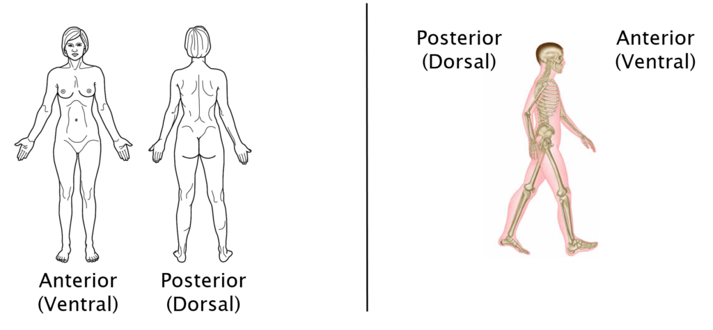 anatomical-terminology-anatomy-622-coursebook