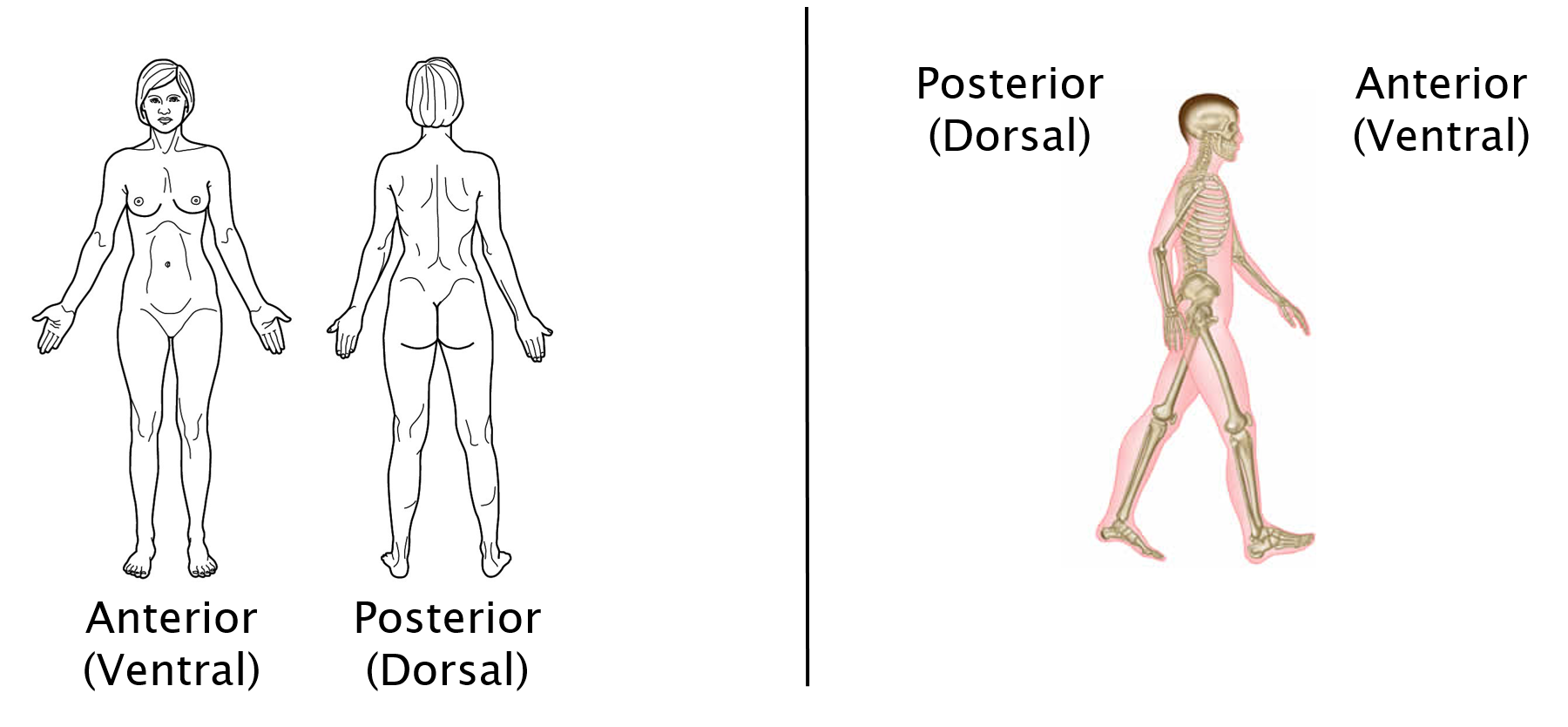 anatomical position and directional terms