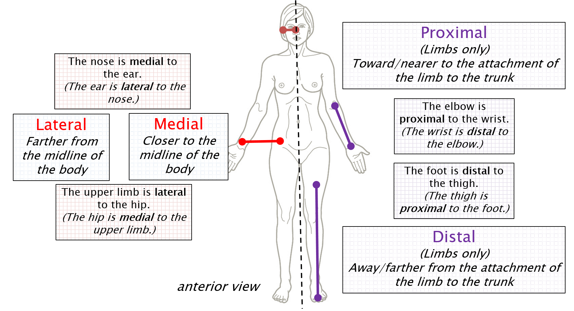 Proximal And Distal Anatomy