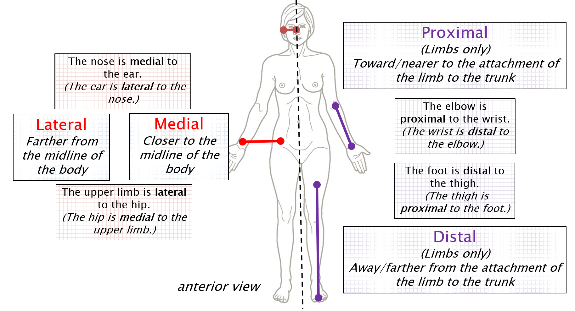 superior anatomy term