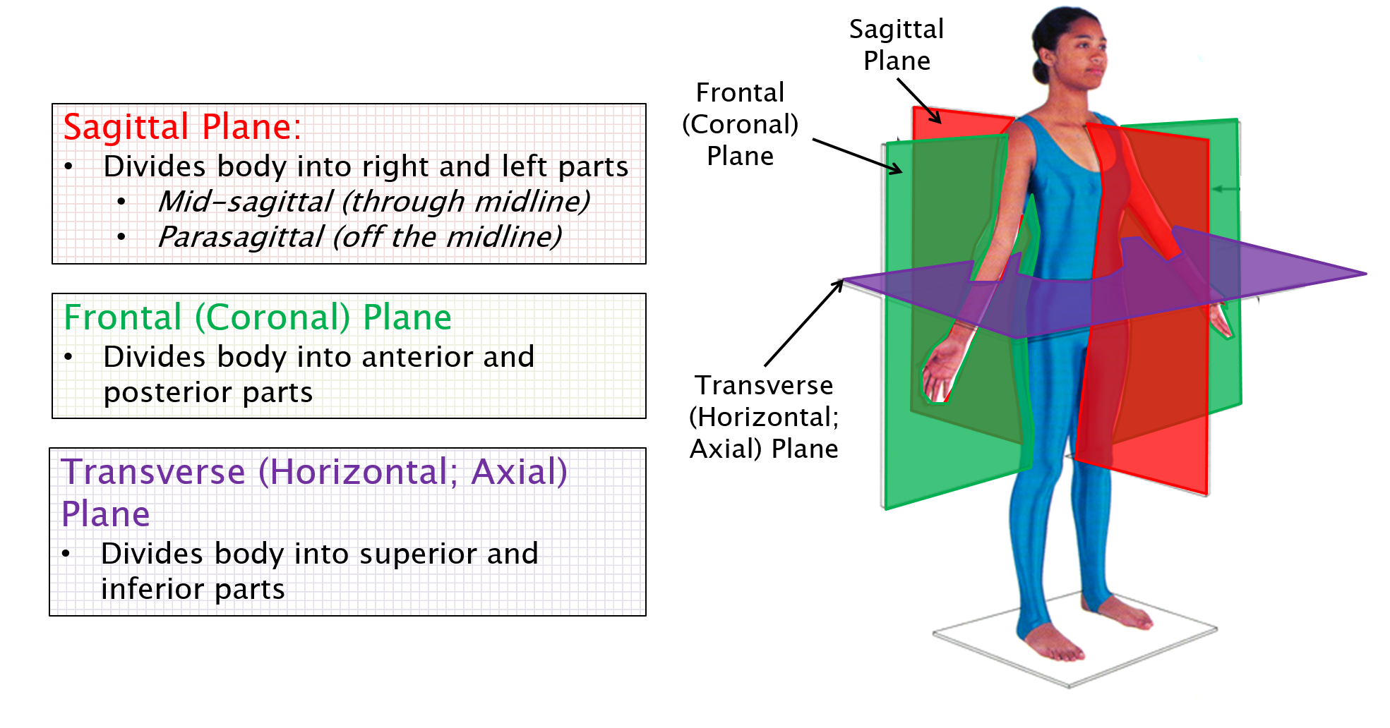 Planes Of Section Anatomy