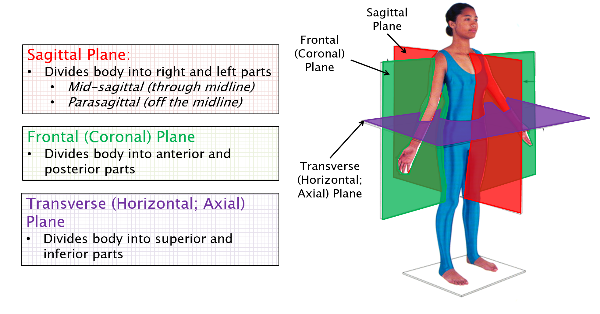 Anatomical Terminology – Anatomy 622 Coursebook