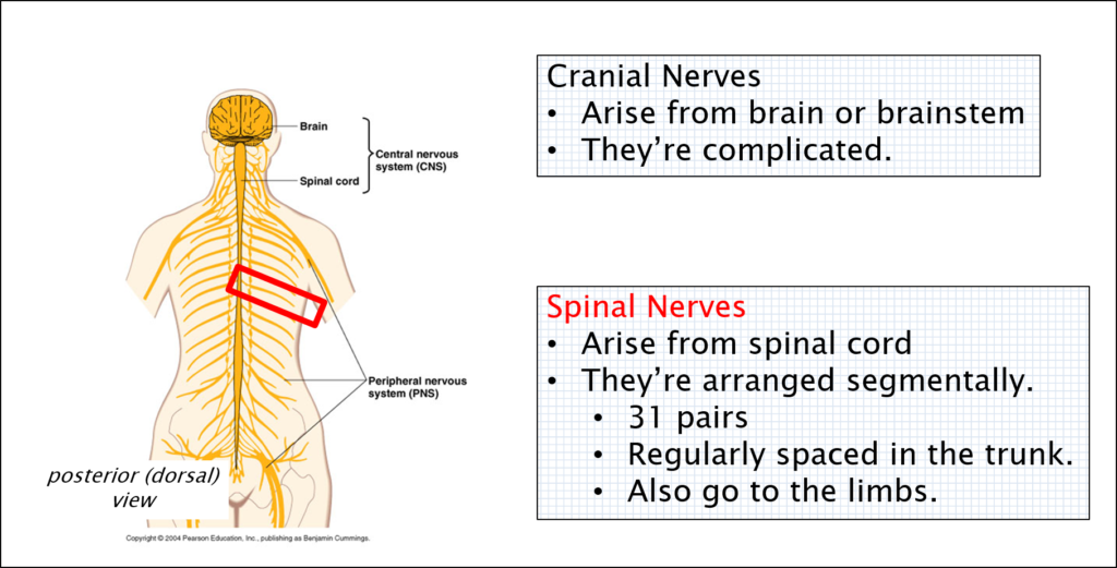 Diagram showing the segmental arrangement of the cranial and spinal nerves.