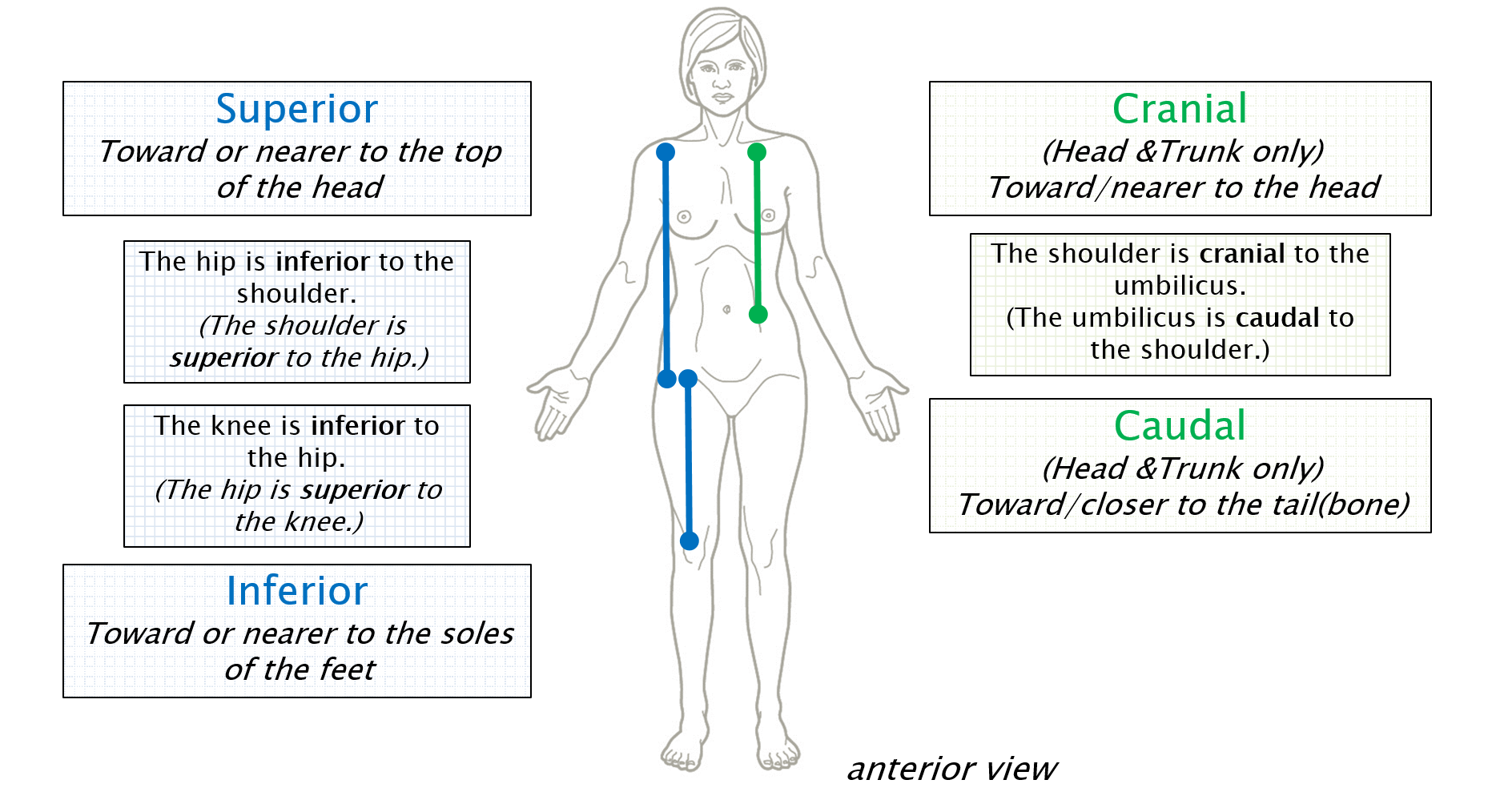 Anatomical Terminology Anatomy 622 Coursebook