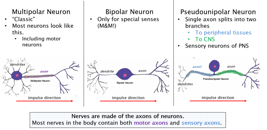 Diagram describing the differences between the three morphological types of neurons.