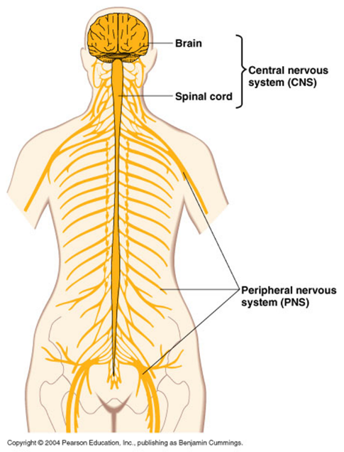Diagram on central and peripheral nervous systems