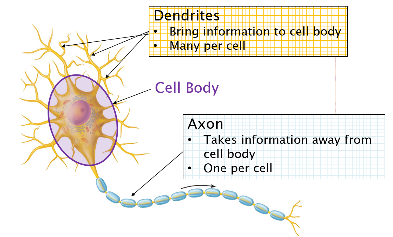 Diagram showing the parts of a neuron.