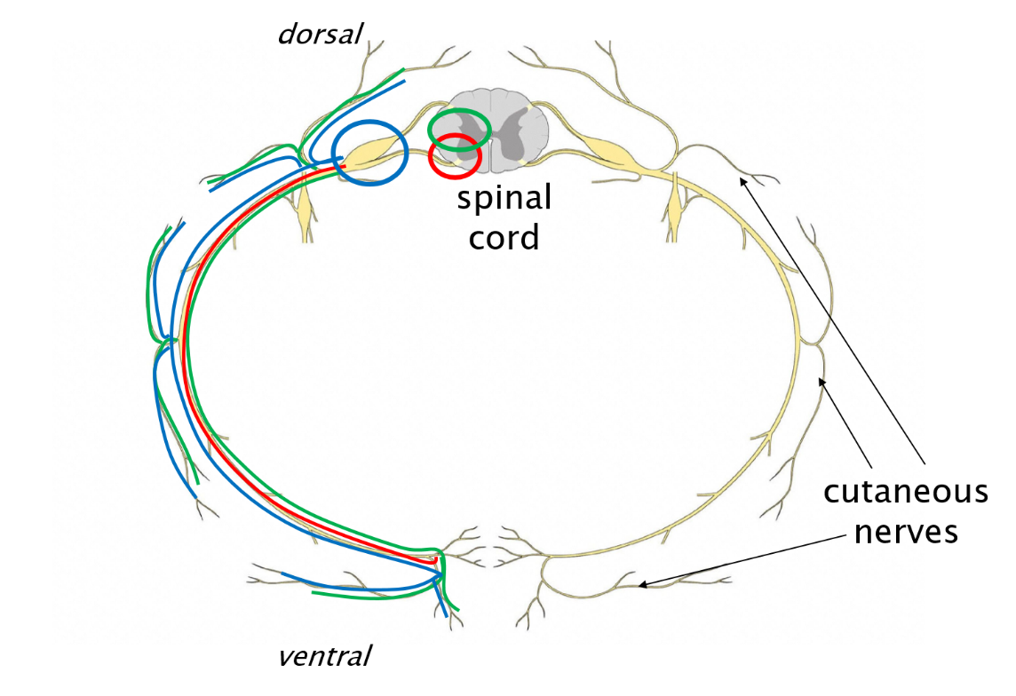 Diagram of the components of spinal nerve