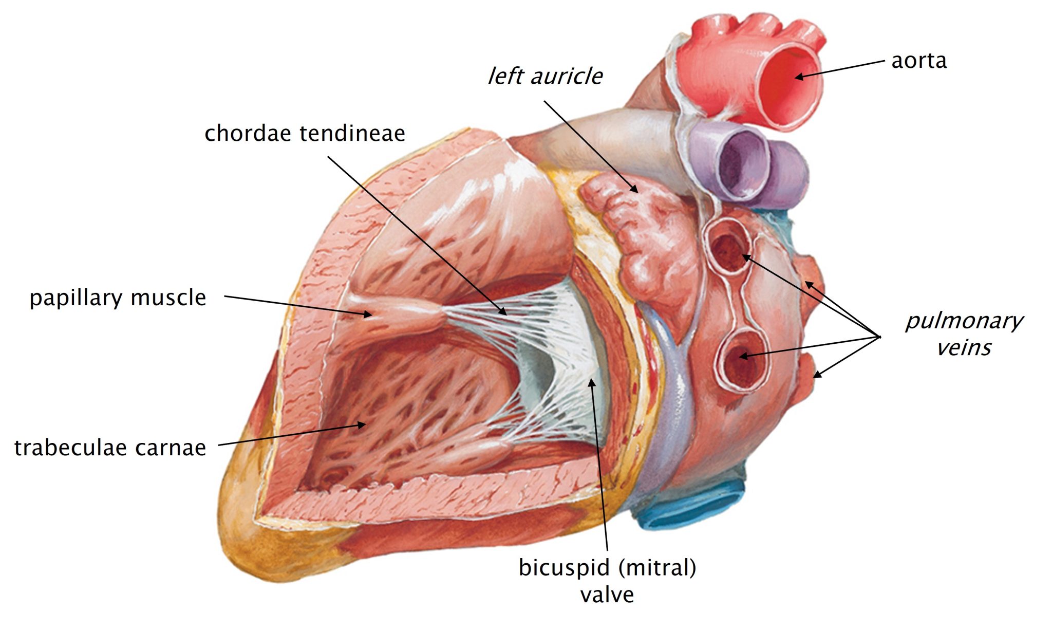 Anatomy of the Heart & Pericardium – Body in Balance / Invaders ...