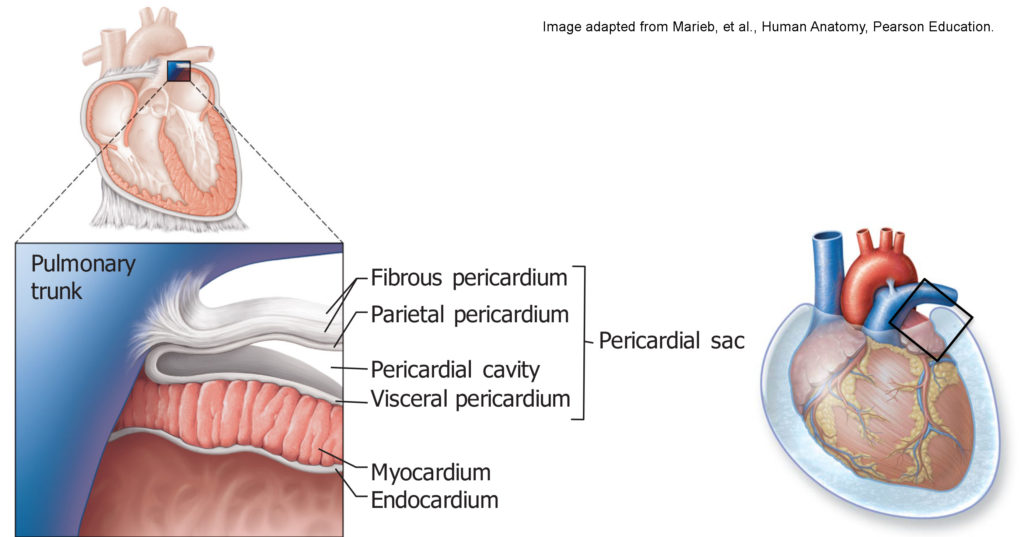 Diagram of the arrangement of the pericardial sac around the heart.