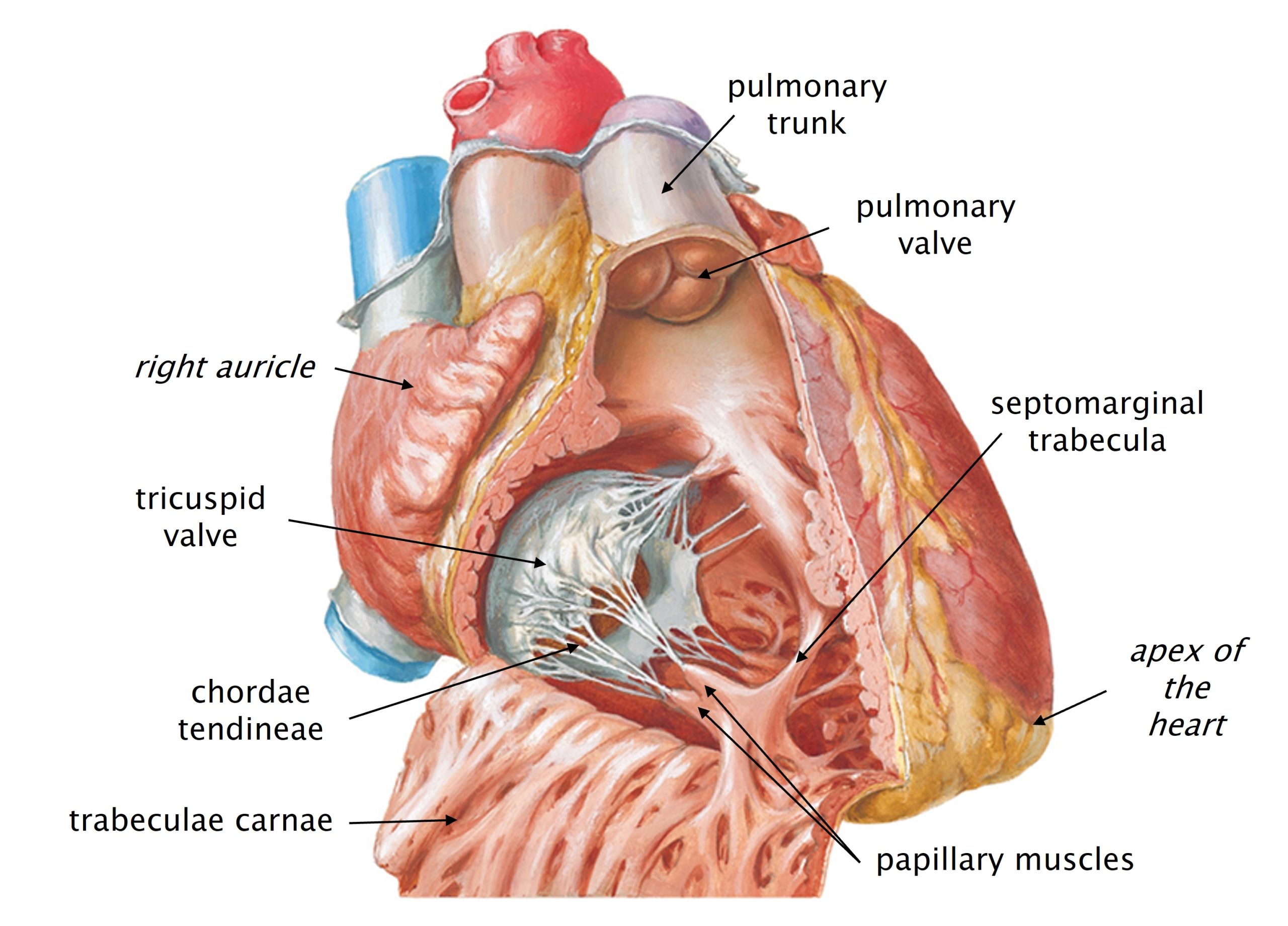 Internal view of the chest wall anatomy. Netter illustration used with