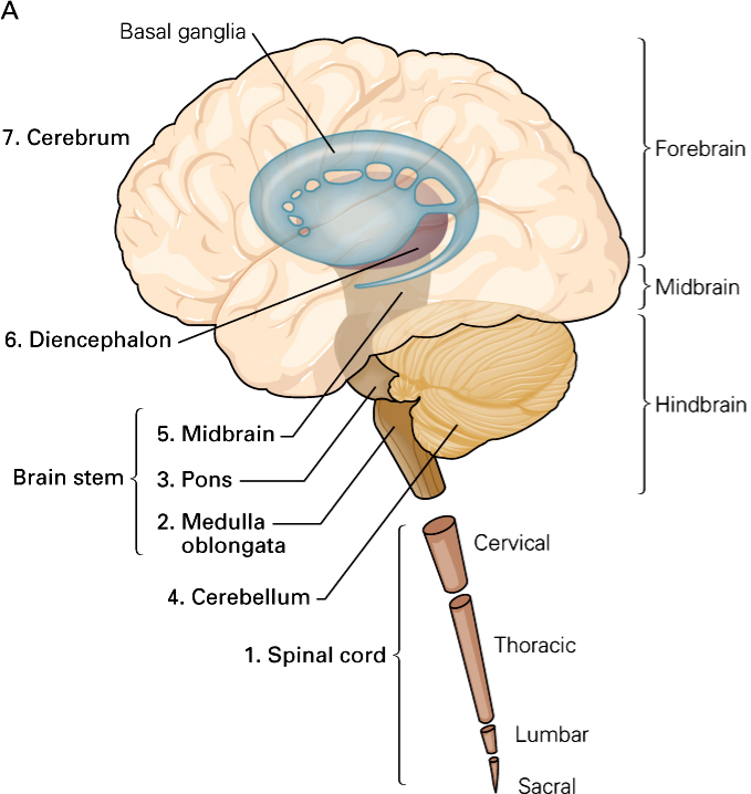 Diagram of the parts of the central nervous system (CNS), including brain and spinal cord.