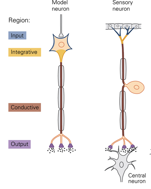 Diagram of the regions of neurons, including input, integrative, conductive, and output regions.