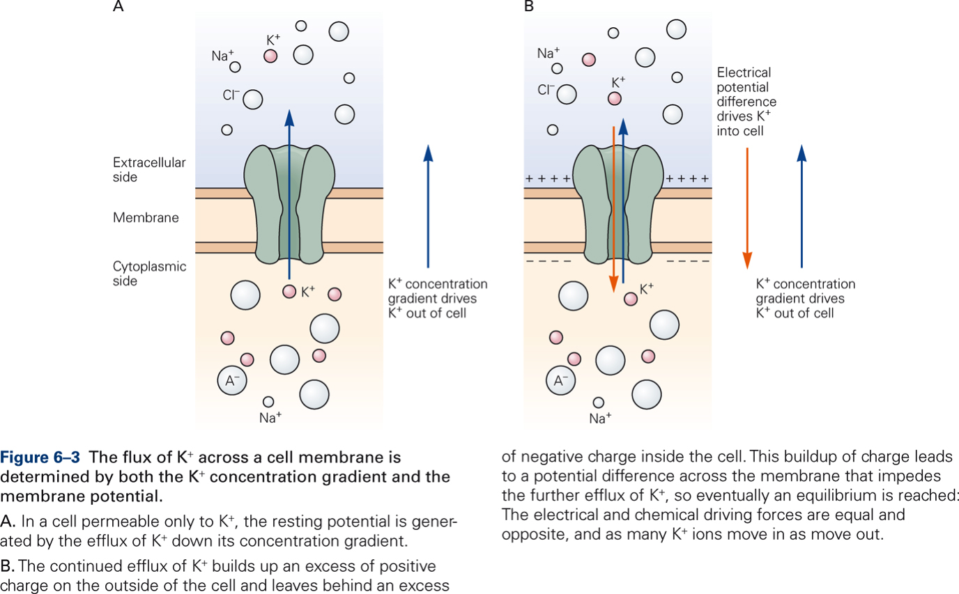 The flux of K+ across a cell membrane is determined by both the K+ concentration gradient and the membrane potential.