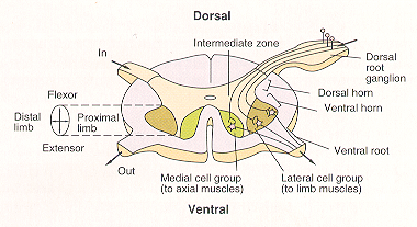 Diagram of the somatotopic organization of the medial and lateral motor nuclei in the ventral horn of the spinal cord.