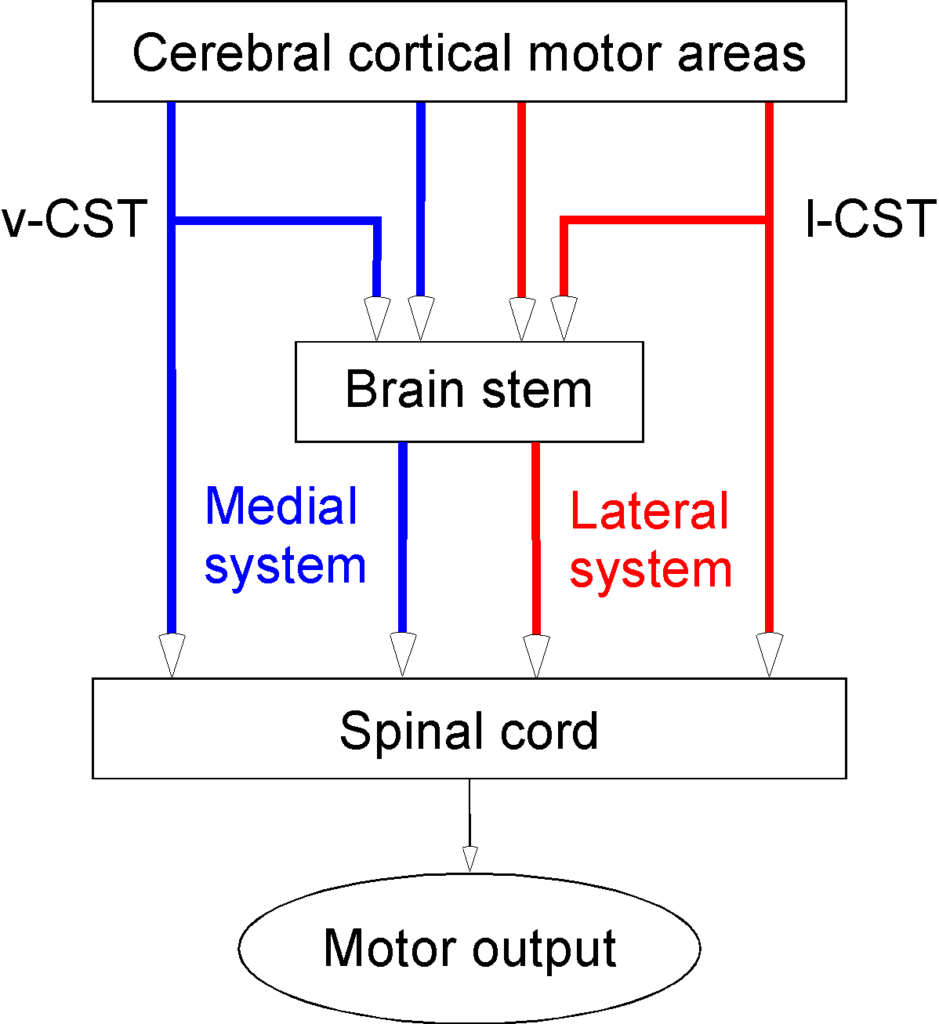 Diagram of medial and lateral descending motor systems.