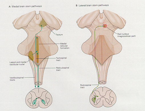 Diagram of medial and lateral brainstem descending motor pathways.