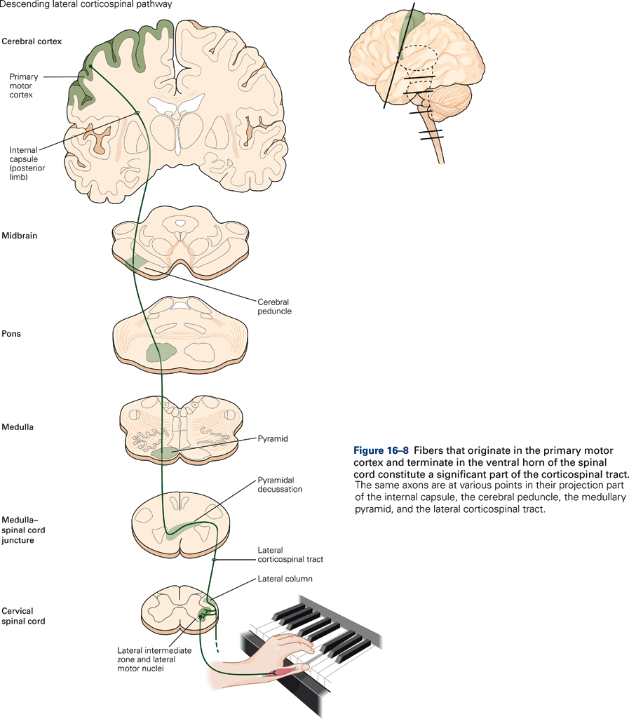 Diagram of the course of the lateral corticospinal tract.