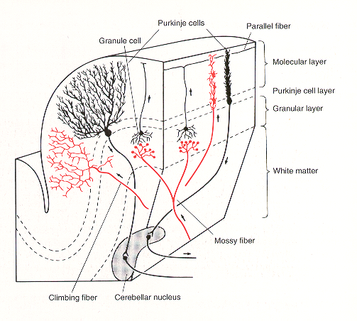 cerebellar cortex