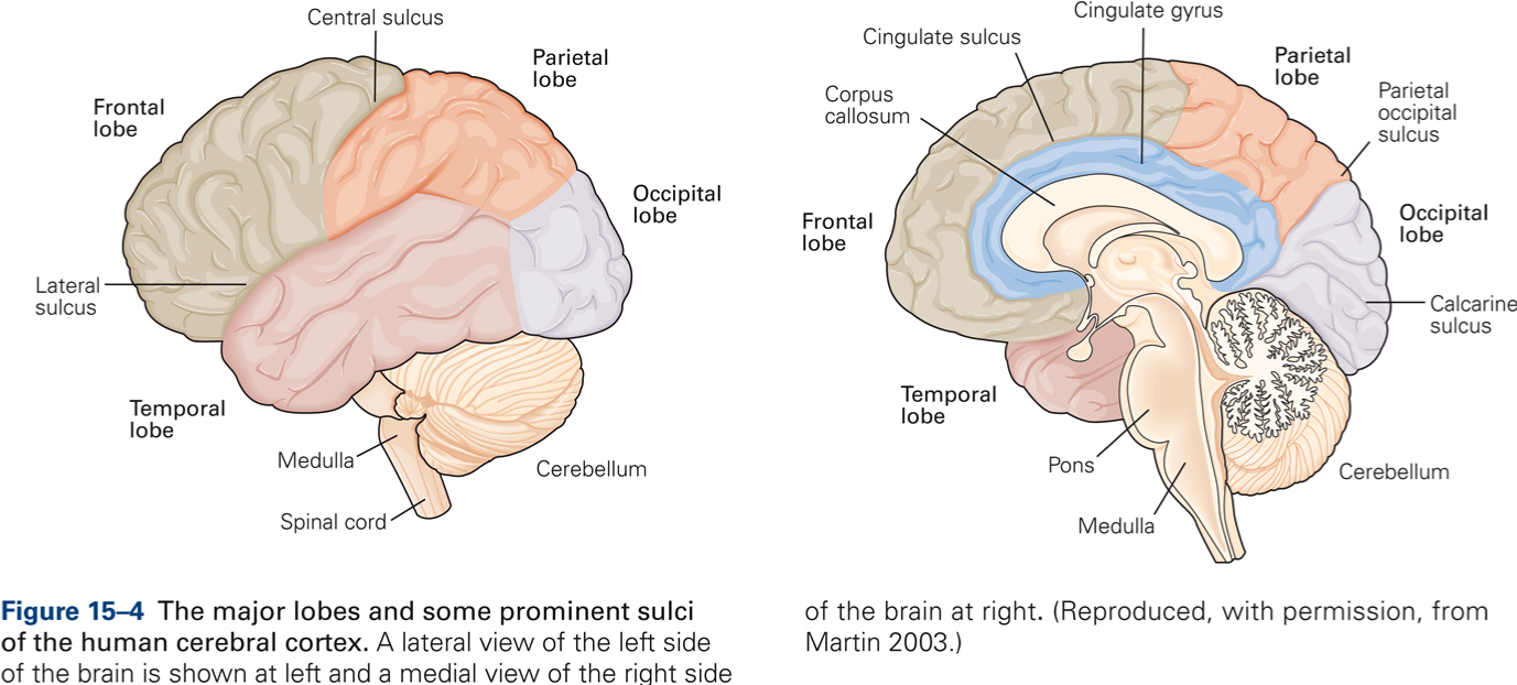 Thalamus & Cerebral cortex – KINES 531: Neural Control of Movement