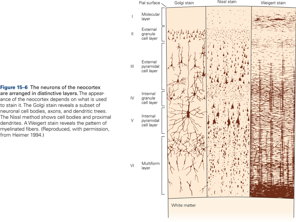 Thalamus & Cerebral cortex – KINES 531: Neural Control of Movement