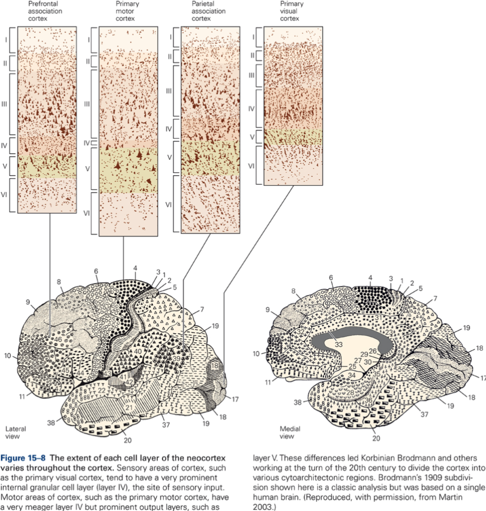 thalamus-cerebral-cortex-kines-531-neural-control-of-movement