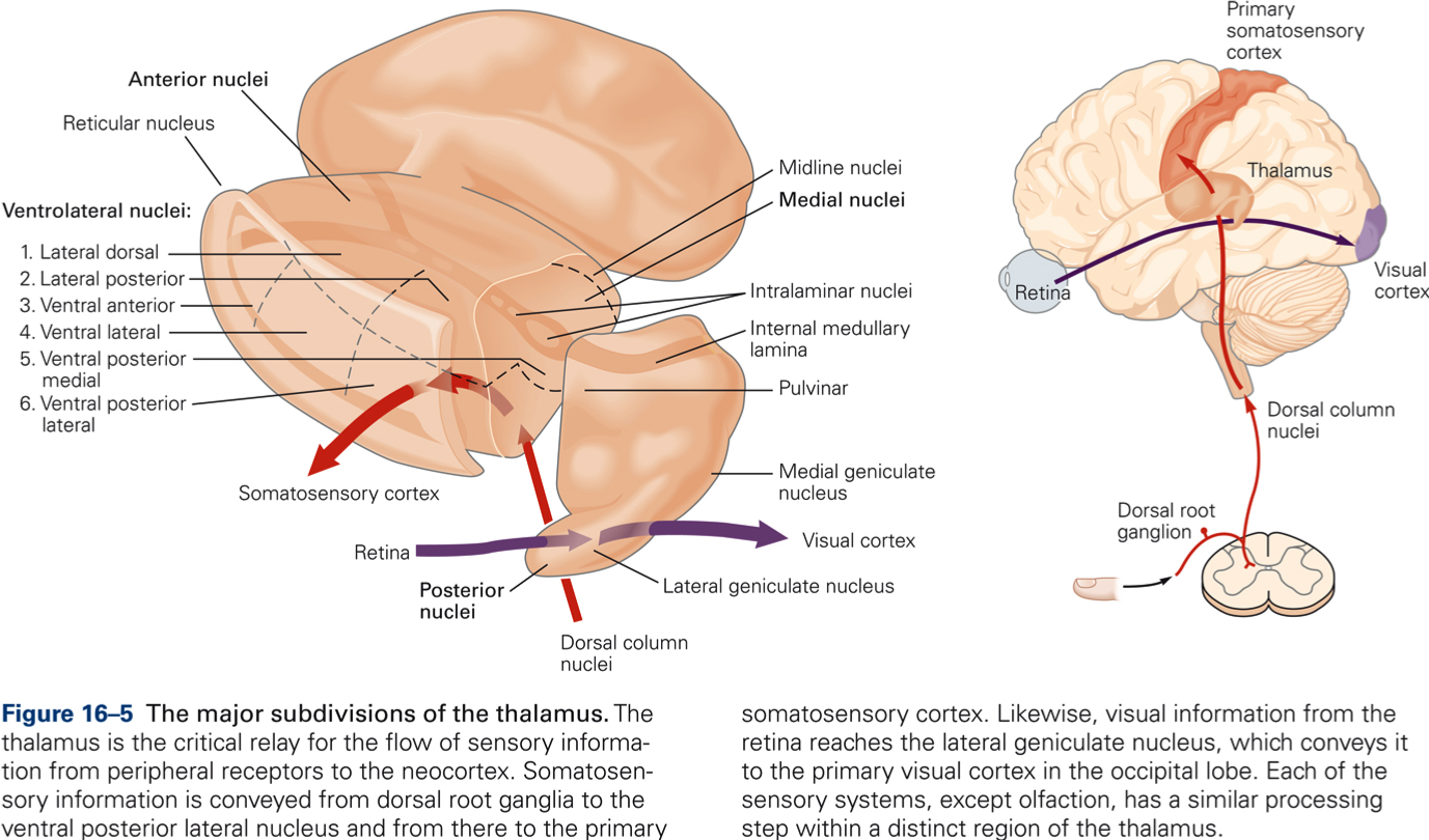 VPL - ventral posterior lateral thalamus by