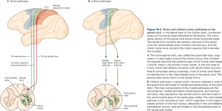 Primary motor cortex – KINES 531: Neural Control of Movement