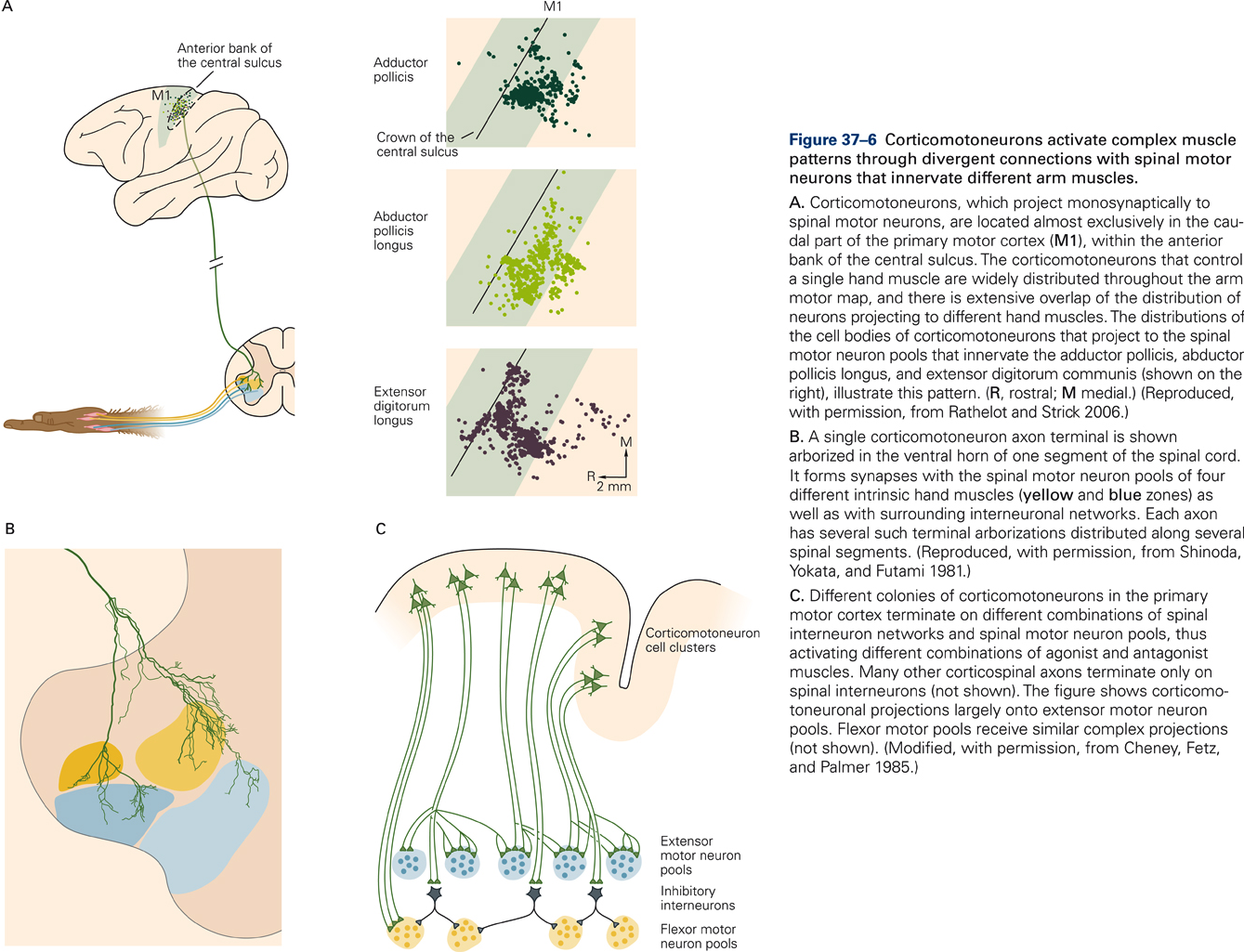 Primary motor cortex – KINES 531: Neural Control of Movement