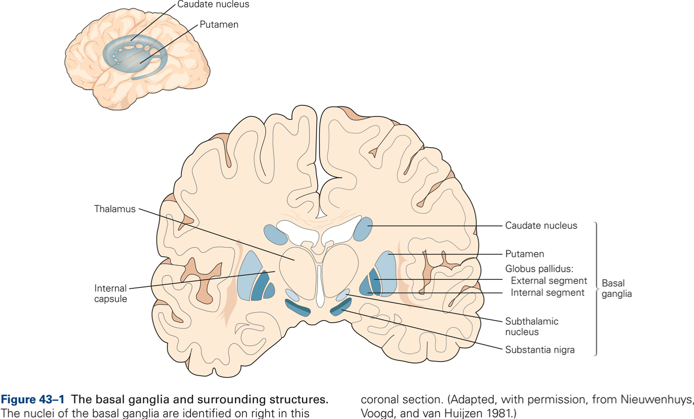 Functional Organization of the Basal ganglia – KINES 531: Neural ...