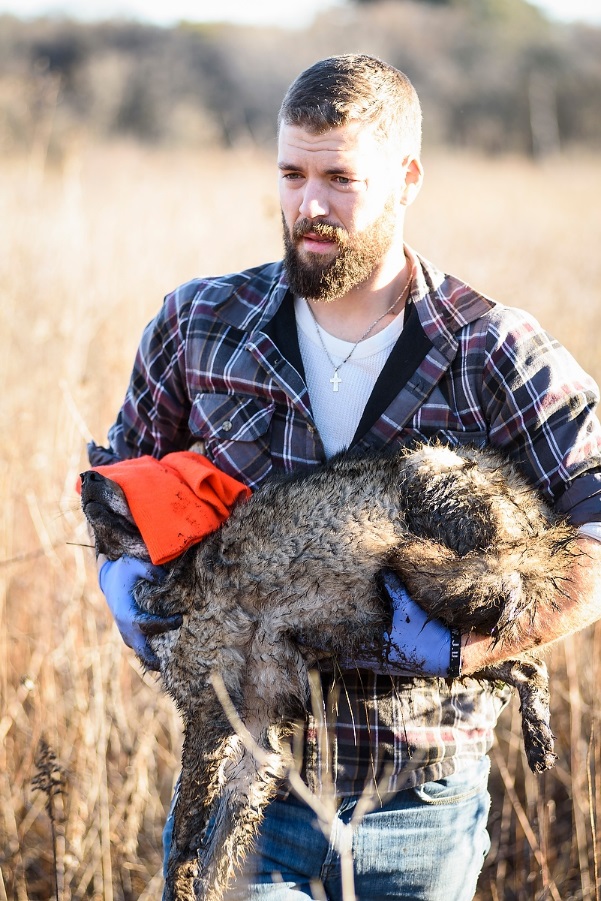 Graduate student Marcus Mueller carries a coyote to the research site.