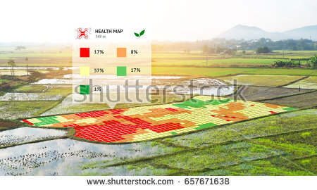 Smart agriculture, precision farming concept. Near-infrared (NIR) images application screen used to create field health maps using the normalize difference vegetation percent index in field rice.
