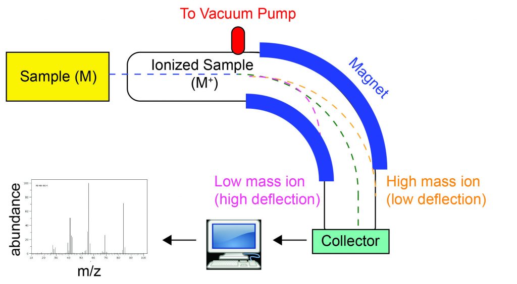 This diagram illustrates how a mass spectrometer works. A yellow box at the top left is labeled “Sample (M)”. A blue dashed line indicating the path of the sample comes out of the sample box and enters into an elbow-shaped ionization chamber that curves downward and is attached to a vacuum pump. The first part of the path is labeled “Ionized sample (M+)” indicating that in this section the sample is ionized. The turn in the ionization chamber is lined with magnets on the inside and outside of the turn. The blue dashed line that entered the ionization chamber splits into three different colored dashed lines: a green dashed line continues to travel around the curve and hits a green box at the end of the ionization chamber labeled “Collector” approximately in the middle. A yellow dashed line labeled “High mass ion (low deflection)” is deflected around the curve and hits the outside wall of the ionization chamber. A pink dashed line labeled “Low mass ion (high deflection)” is deflected so that it hits the inside wall of the curve. The pink and yellow lines do not hit the collector. The collector is then connected to a computer that outputs a mass spectrum, which is a plot of abundance on the y-axis vs. m/z on the x-axis.