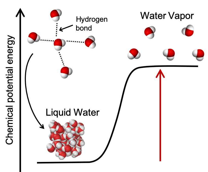 A plot of chemical potential energy vs reaction progress is shown for the reaction of liquid water being heated to water vapor. The chemical potential energy of liquid water is low and a picture shows the liquid water molecules close together. An inset shows the hydrogen bonding that occurs between the liquid water molecules. The chemical potential energy of water vapor is high and an image shows the water molecules spaced further apart than in the liquid form.