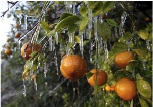 The image shows icicles on fruit trees, specifically on oranges.