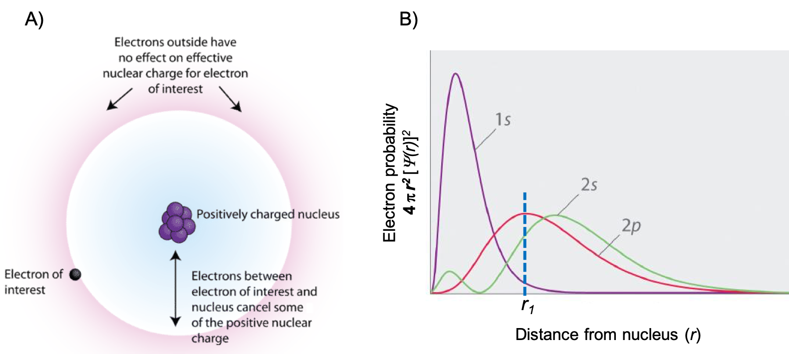 This figure has two parts: the left part is labeled “A” and the right part is labeled “B”. For part A, there is a representation of an atom. There is a blob of purple spheres in the center that is labeled “positively charged nucleus”. This is surrounded by a blue cloud. On the outside of the blue cloud is a red cloud. At the interface of the blue and red clouds is an electron labeled “electron of interest”. There is a double headed arrow in the blue cloud that points between the nucleus and the interface between the blue and red cloud that is labeled “electrons between electron of interest and nucleus cancel some of the positive nuclear charge”. There is an arrow pointing to the red cloud that states “Electrons outside have no effect on effective nuclear charge for electron of interest. In part B, there is a plot of electron probability versus distance from the nucleus (r). Electron probability is defined as 4 multiplied by pi multiplied by the radius squared multiplied by the wave function as a function of r squared. There are 3 curves plotted. A purple curve has one tall peak and is labeled “1 s”. A green trace has a small peak at about the same x value as the purple peak, but much smaller. Then it has a taller peak at a larger x value. Between the two peaks, the intensity dips back to zero. This curve is labeled “2 s”. The third trace is red and has a single peak at an x distance between the peak for the purple graph and the taller peak for the green graph. This trace is labeled “2 p”. A dotted line is drawn upward from x equals r subscript 1 on the x axis to the peak of the red curve.