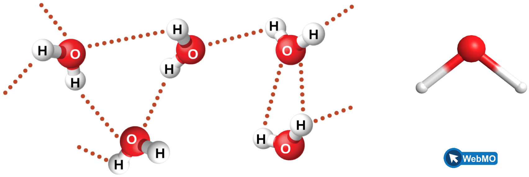 Five water molecules are shown near one another, but not touching. A dotted line lies between many of the hydrogen atoms on one molecule and the oxygen atom on another molecule.