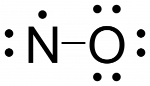 Rough Lewis structure for NO. Nitrogen is singly bonded to the oxygen atom. Oxygen has three lone pairs. Nitrogen has one lone pair and one free radical electron.