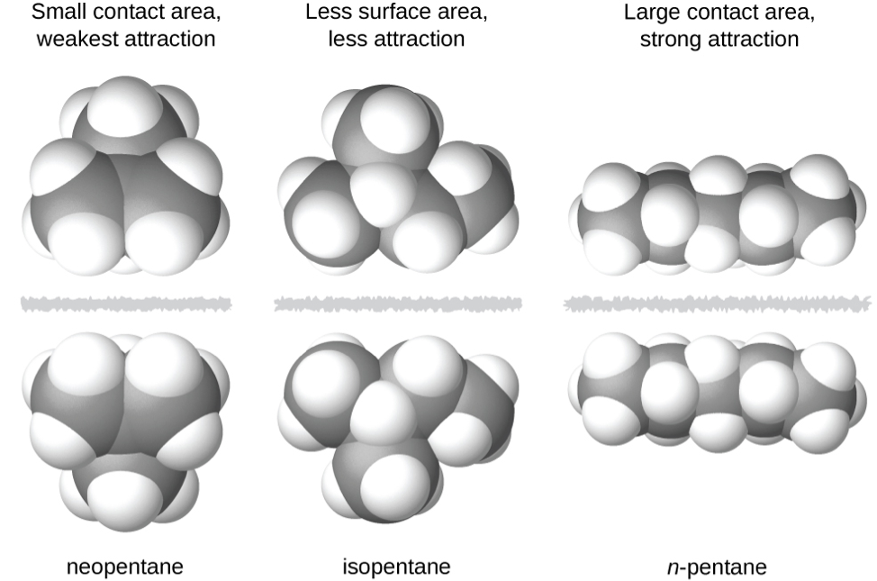 Three images of molecules are shown. The first shows a cluster of large, gray spheres each bonded together and to several smaller, white spheres. There is a gray, jagged line and then the mirror image of the first cluster of spheres is shown. Above these two clusters is the label, “Small contact area, weakest attraction,” and below is the label, “neopentane” The second shows a chain of three gray spheres bonded by the middle sphere to a fourth gray sphere. Each gray sphere is bonded to several smaller, white spheres. There is a jagged, gray line and then the mirror image of the first chain appears. Above these two chains is the label, “Less surface area, less attraction,” and below is the label, “isopentane” The third image shows a chain of five gray spheres bonded together and to several smaller, white spheres. There is a jagged gray line and then the mirror image of the first chain appears. Above these chains is the label, “Large contact area, strong attraction,” and below is the label, “n-pentane”
