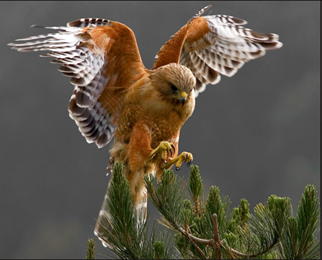 picture of Red-shouldered hawk landing