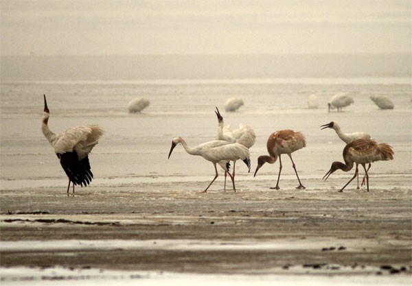 Siberian cranes at Poyang Lake, China. Photo by author