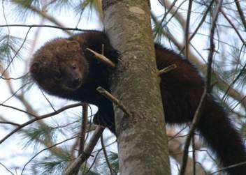 picture of a fisher