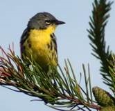 Kirtland warbler