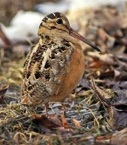 American Woodcock